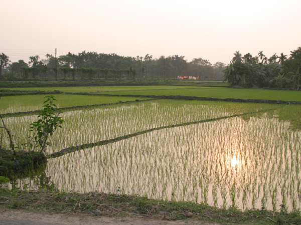 agriculture land in punjab available for sale